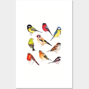 British Garden Birds Collection Posters and Art